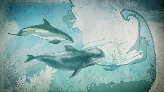 Can Data from Space Save Dolphins?