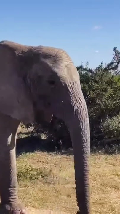 Surrounded by wild African Elephants at the Addo National Elephant Park ...