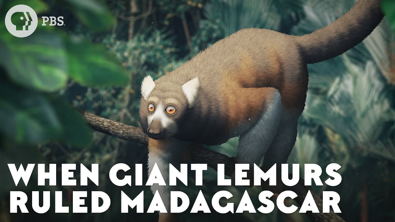 When Giant Lemurs Ruled Madagascar - YouTube