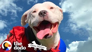 The Magic Moment This Paralyzed Pit Bull Got Up And Walked Again | The Dodo Pittie Nation