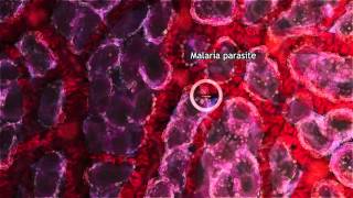 Malaria Lifecycle Part 1: Human Host (2016)