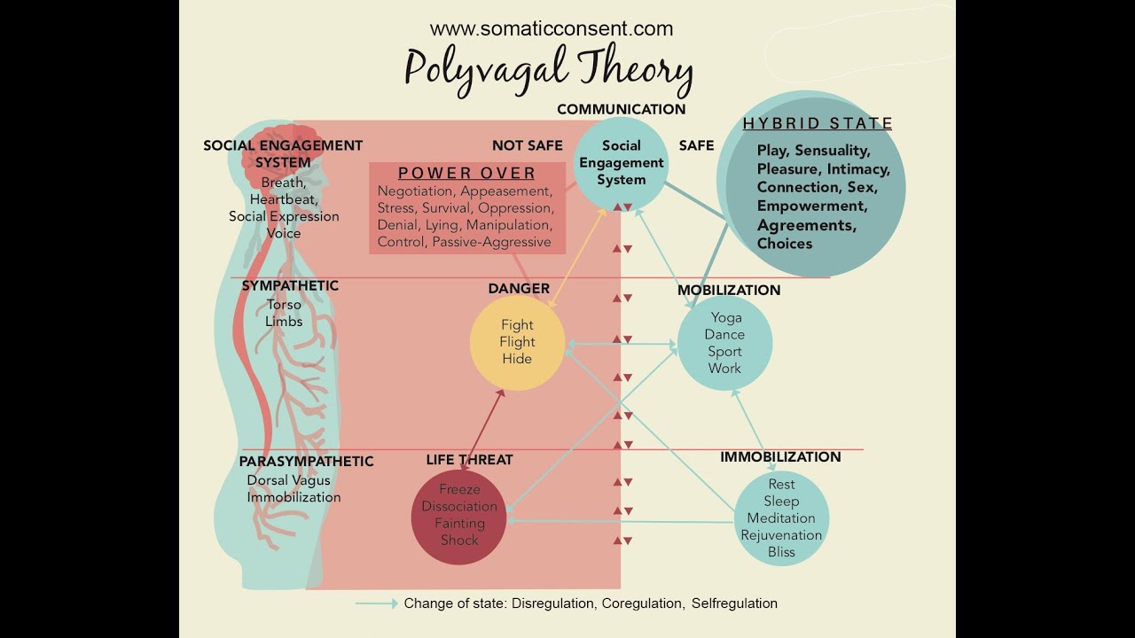 Deb Dana Beginners Guide To Polyvagal Theory