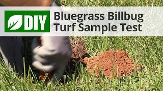 Bluegrass Billbug Turf Sample Test 