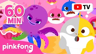 where did my color go colorful baby shark learn colors more and more official pinkfong