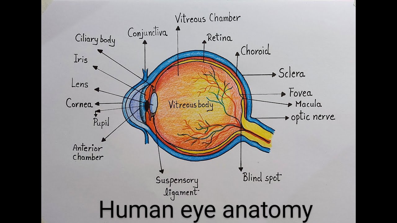 How To Draw Human Eye Diagram - Design Talk