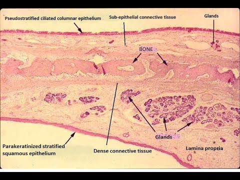 Hard Palate Histology