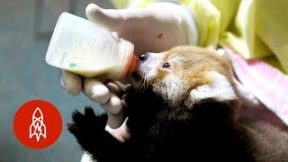 Saving Baby Animals With the Milk Lab