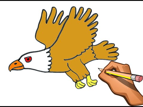 DIBUJO DE AGUILA EN VUELO / HOW TO DRAW EAGLE STEP BY STEP - YouTube