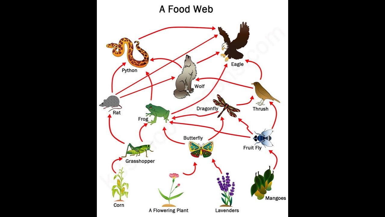 Food Web With Labels Drawing