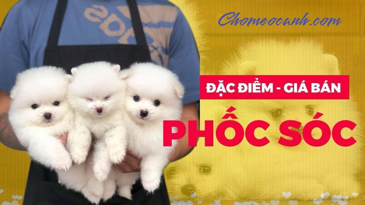 Chó Phốc Sóc Pomeranian: Chúng tôi muốn chia sẻ với bạn về chú chó Pomeranian, hay còn gọi là chó phốc sóc. Chó phốc sóc Pomeranian có vẻ ngoài đáng yêu và cá tính, đặc biệt được nhiều người yêu thích. Hãy xem ảnh về chú chó xinh xắn này để cảm nhận sự đáng yêu và quyến rũ của chúng.