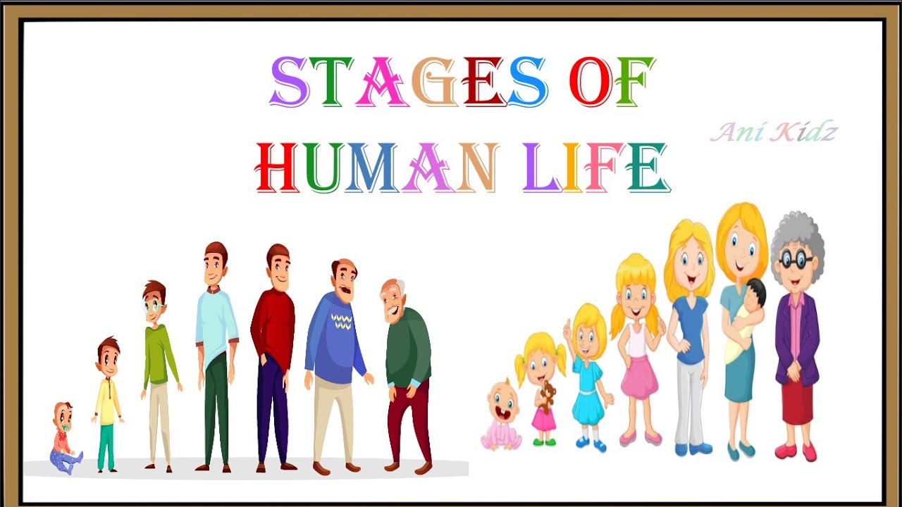 The Stages Of Life