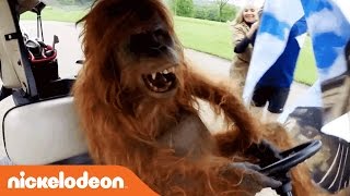 Rank the Prank | 'Orangutan Escape' Official Prank Clip | Nick