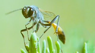 Bodysnatcher Wasp | Trials Of Life | BBC Earth