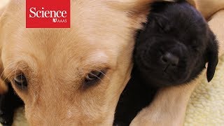 Coddled puppies make poor guide dogs