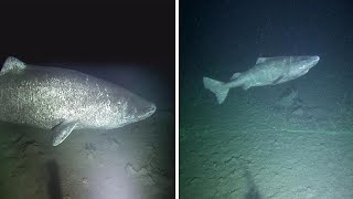 Rare Footage Of Greenland Shark Alive For Over 500 Years Old