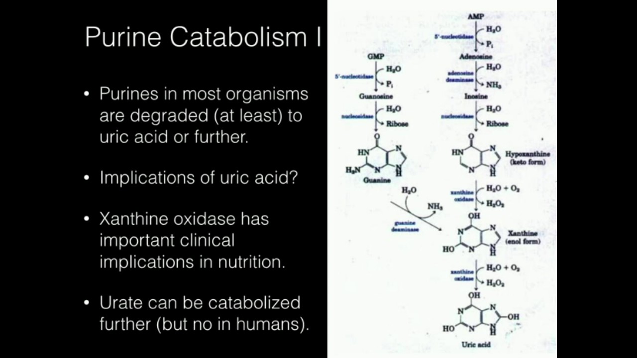 Purine Nucleotide