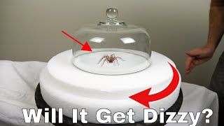 Do Spiders Actually Get Dizzy? Spinning a Hobo Spider on a Turntable Then Letting It Try To Walk