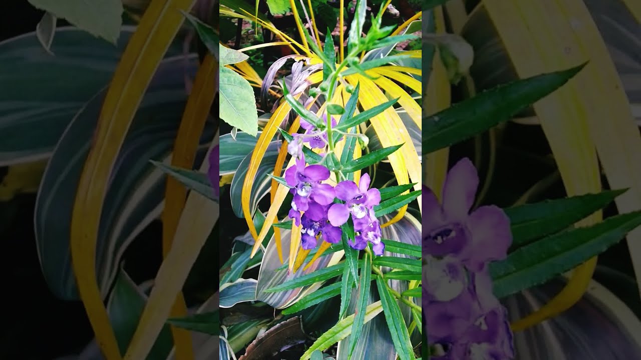 Angelonia salicariifolia (Willowleaf Angelon) - YouTube