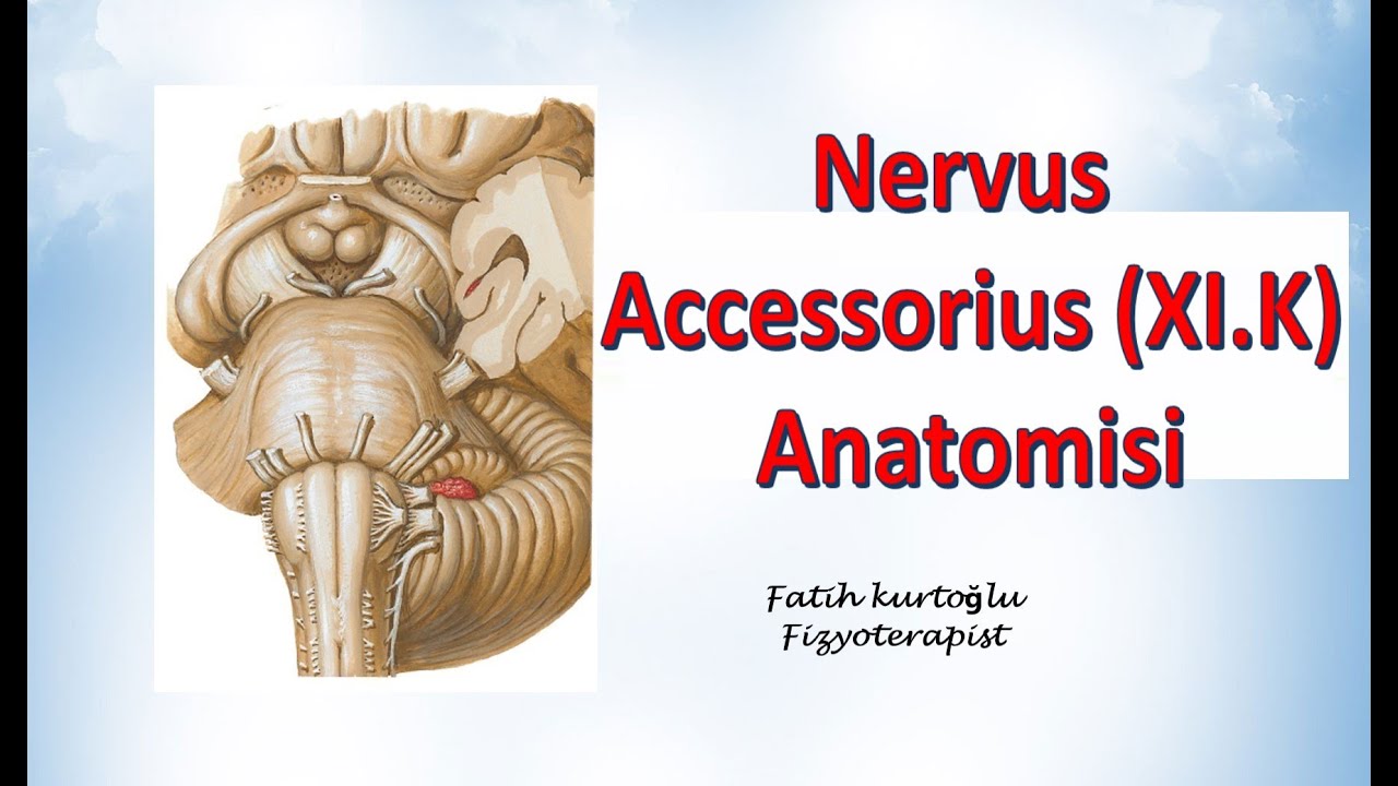 Nervus Accessorius | Neuroanatomy | Nöroanatomi Konu Anlatımı -25 - YouTube