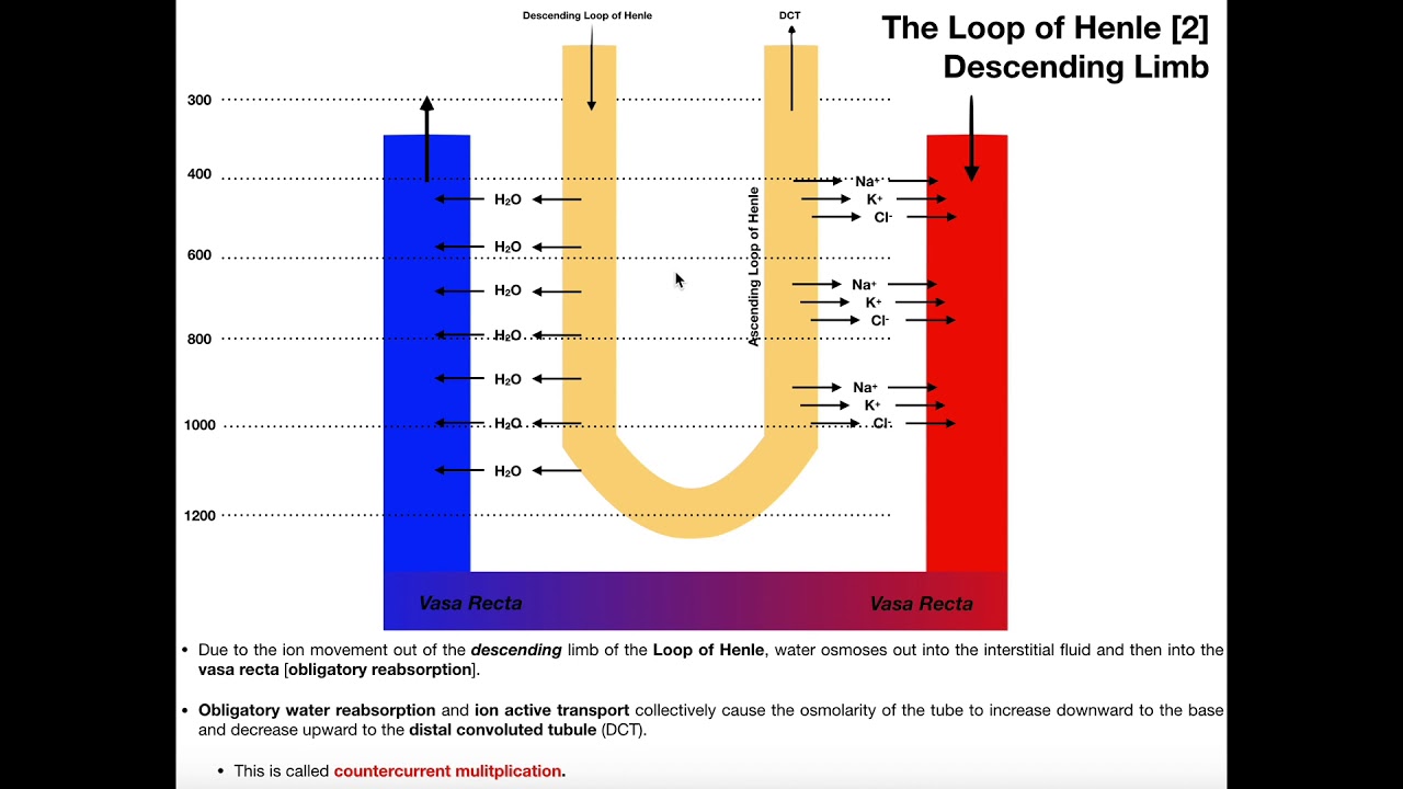 Vasa Recta And Loop Of Henle