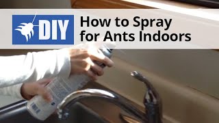 How to Spray for Ants Indoors