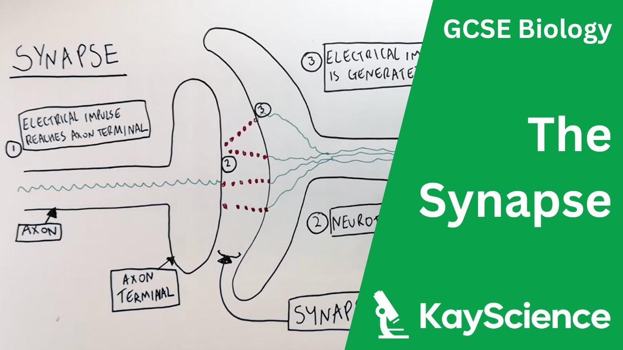 Synapse Diagram Labeled Gcse