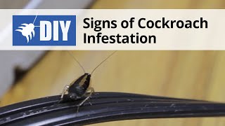 Signs of a Cockroach Infestation