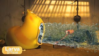 swimming animation comlication larva tuba official