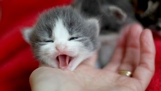 Little Kittens Meowing And Talking - Cute Cat Compilation