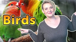 Birds | Bedtime Stories | Story time | Made by Red Cat Reading