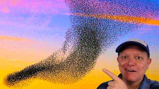 Boids Algorithm for Flocking Birds - Smarter Every Day 234