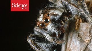 Even without ears, jumping spiders can hear you