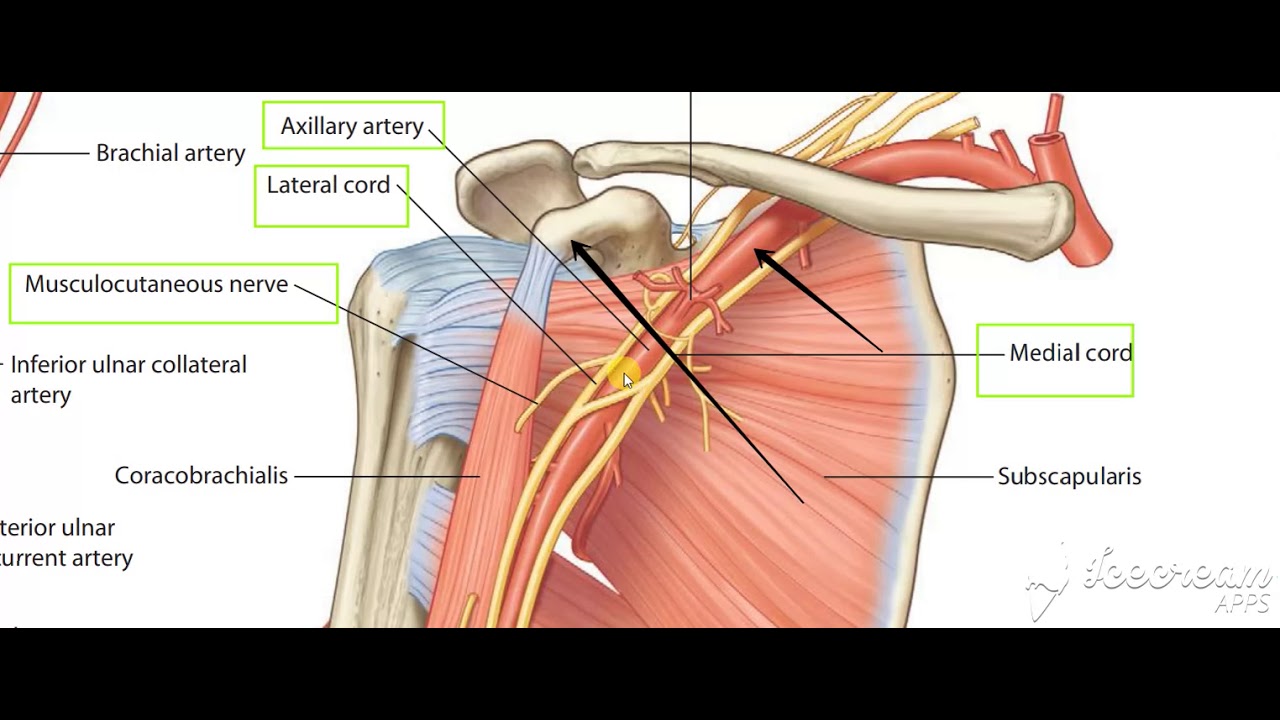 Musculocutaneous nerve - YouTube