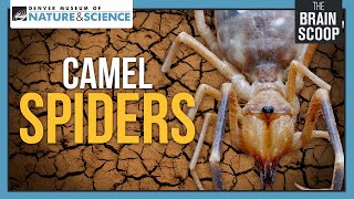 Camel Spiders: Neither Camels, nor Spiders