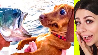 Funniest PET Compilation - Try Not To Laugh