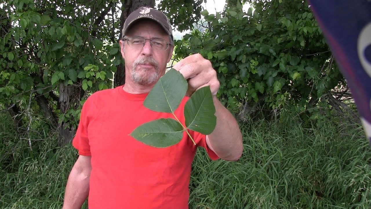 How to never have a serious poison ivy rash again - YouTube