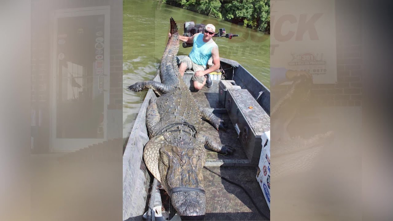 South Carolina Hunt Goes Viral After Group Captures 12-Foot, 700Lb. Alligator