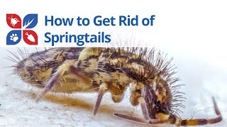 Springtails Treatment