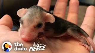 Tiniest Pink Baby Opossum Grows up to Be Adorably Ferocious | The Dodo Little But Fierce