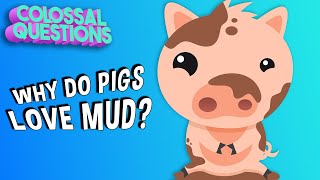 Why Do Pigs Like Mud? | COLOSSAL QUESTIONS