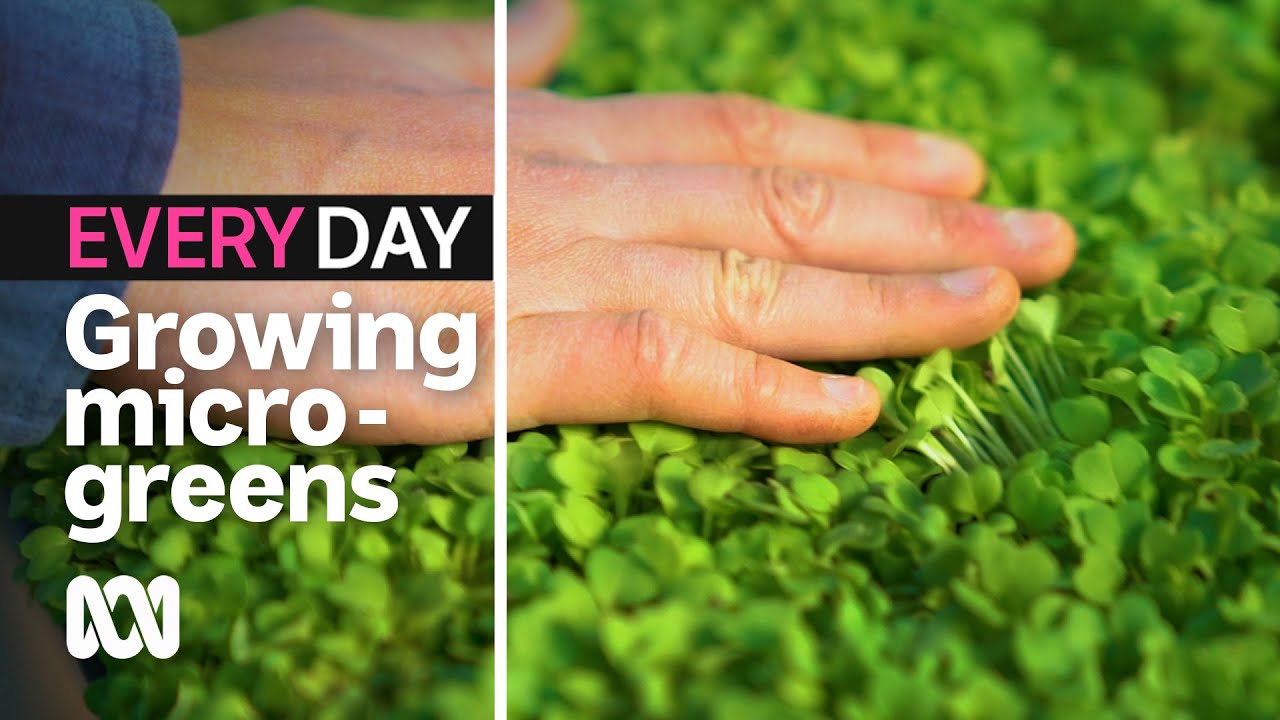 How to grow micro-greens at home 🌿 | Everyday Gardening | ABC Australia