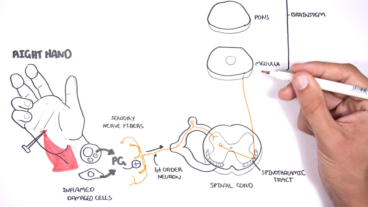 PAIN! Physiology - The Ascending Pathway, Descending Pain Pathway and ...