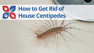 House Centipede Treatment