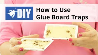 How To Use Glue Board Traps for Insect and Rodent Pests