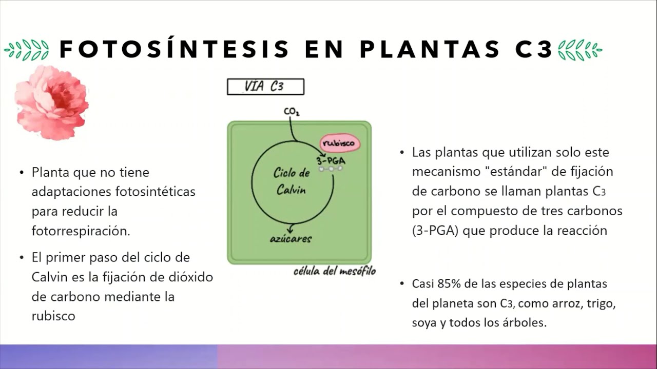 Térmico Al aire libre Día del Maestro que son las plantas c3 ...