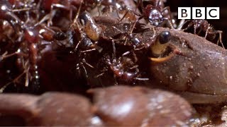 Ant army eats live crab from the inside out! - BBC