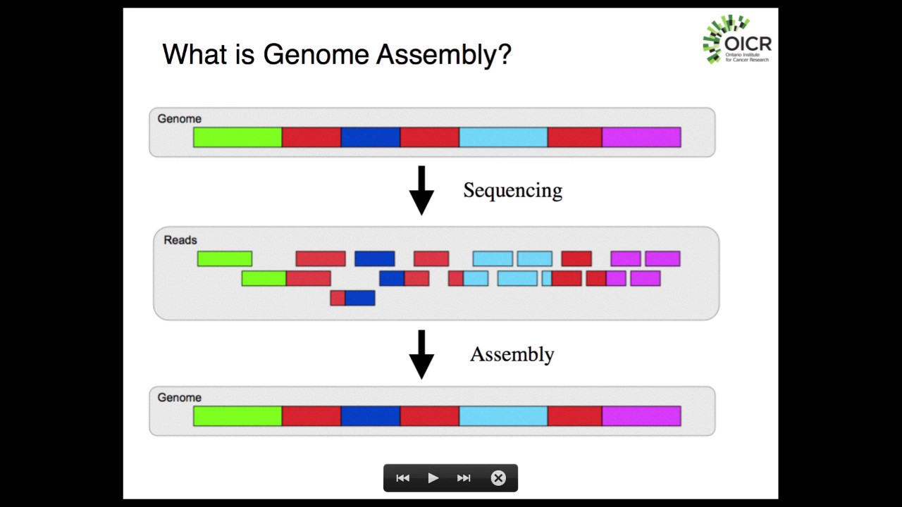 Timer Raccomandazione lento de novo genome assembly la zona Ingorgo ...