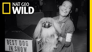 A Brief History of Dogs | Nat Geo Wild