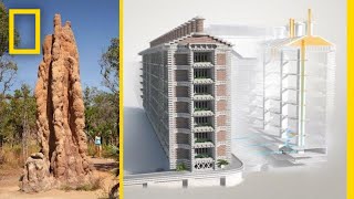 See How Termites Inspired a Building That Can Cool Itself | National Geographic