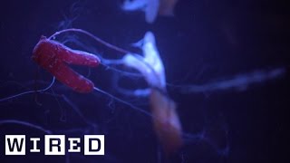 Explore A Mysterious Deep Reef That Shouldn’t Exist